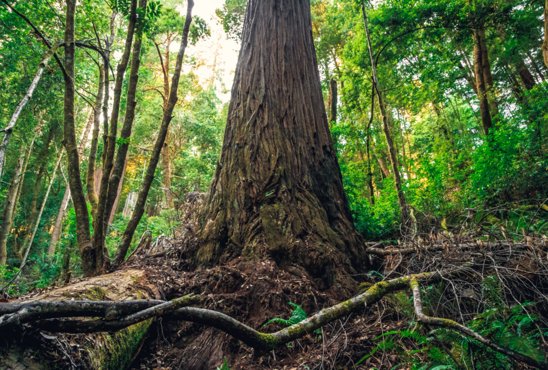 Grounded Greatness: Communicate Your Value with Clarity