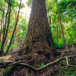 Grounded Greatness: Communicate Your Value with Clarity