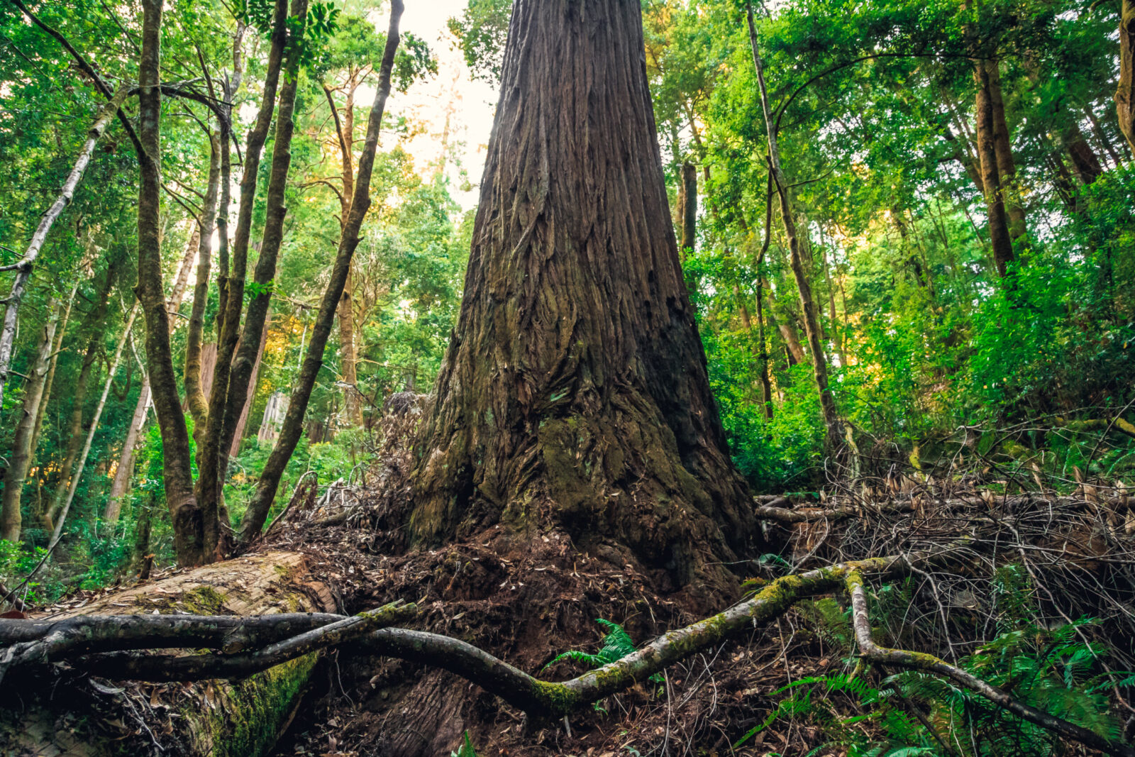 Grounded Greatness: Communicate Your Value with Clarity