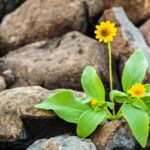 The 15 laws of growth (Part I)