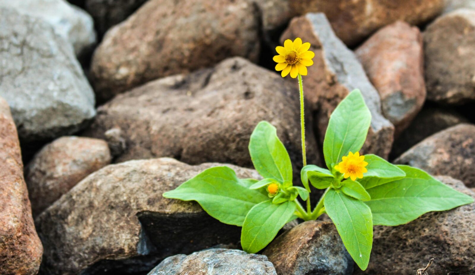 The 15 laws of growth (Part I)