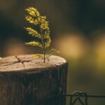 The 15 laws of growth (Part II)