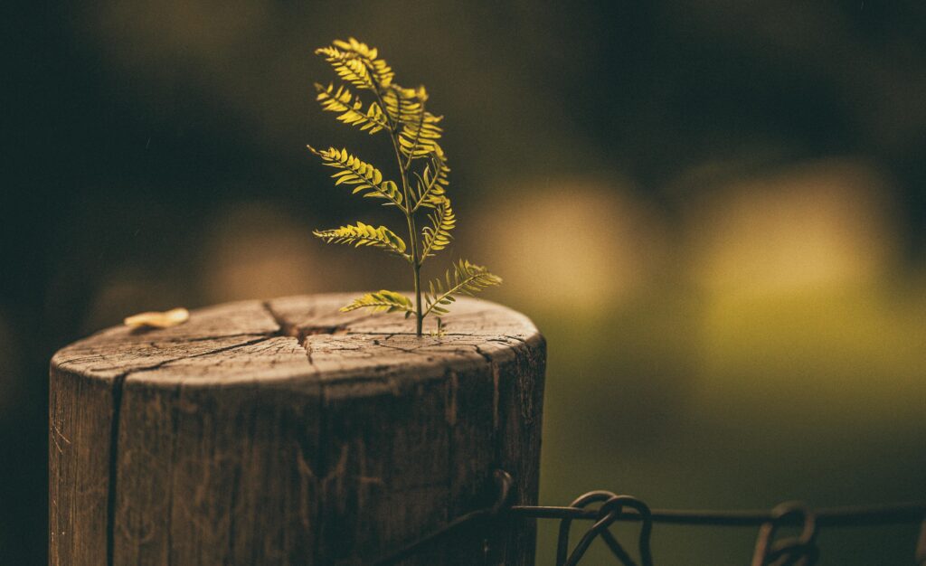 The 15 laws of growth (Part II)