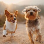 Looking Ahead to Pet Memorial Trends of 2026