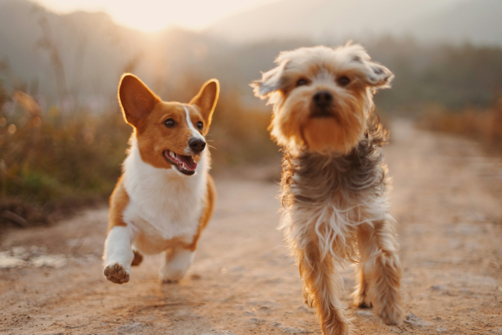 Looking Ahead to Pet Memorial Trends of 2026