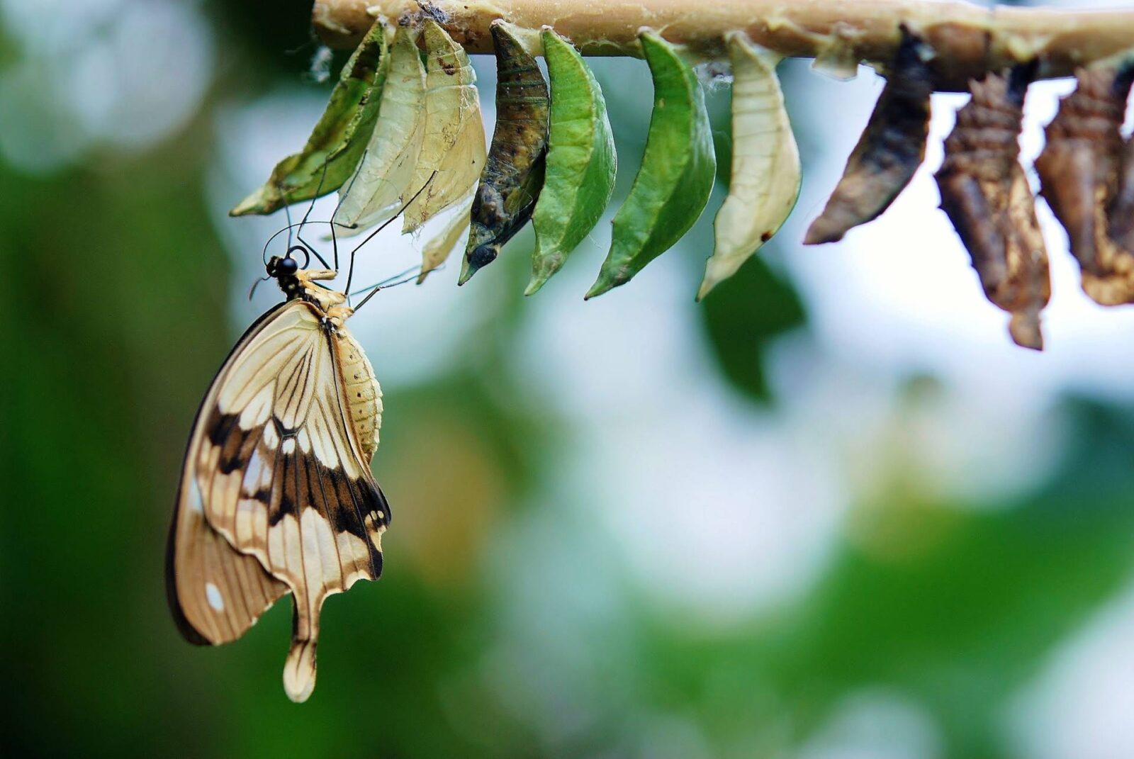 While In-Transition You Still Have a Brand