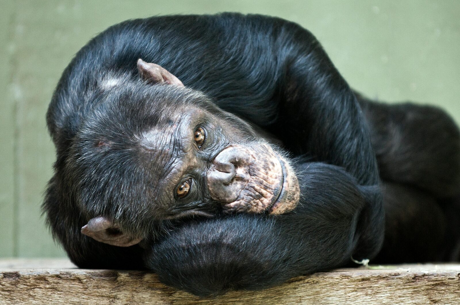 Lessons from Jane Goodall to enhance your leadership