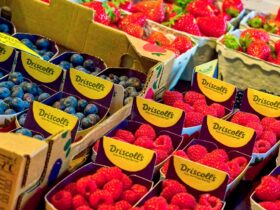 Driscoll's Says China Stole Its Berry Secrets