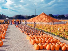 74-Year-Old's Seasonal Business Brings in $2M in Just 7 Weeks